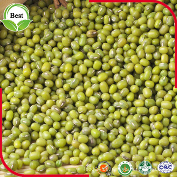 China Getrocknete organische Non-GMO Green Mung Bohnen